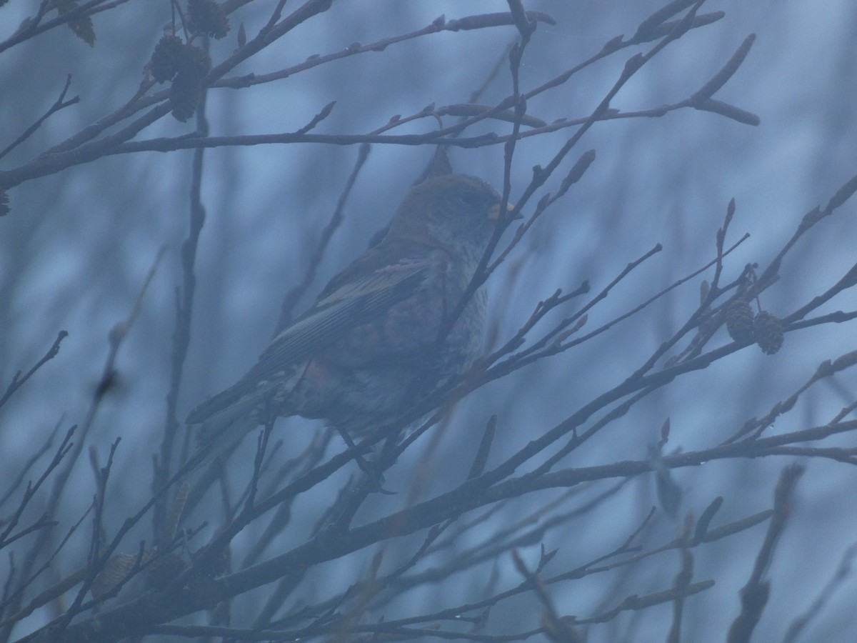Asian Rosy-Finch - ML646680679