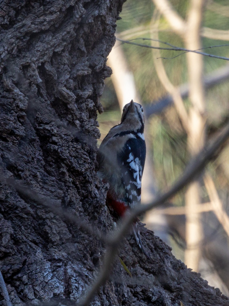 Great Spotted Woodpecker - ML646680686