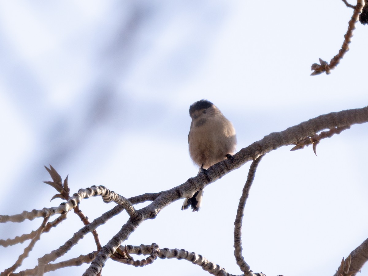 Silver-throated Tit - ML646680692