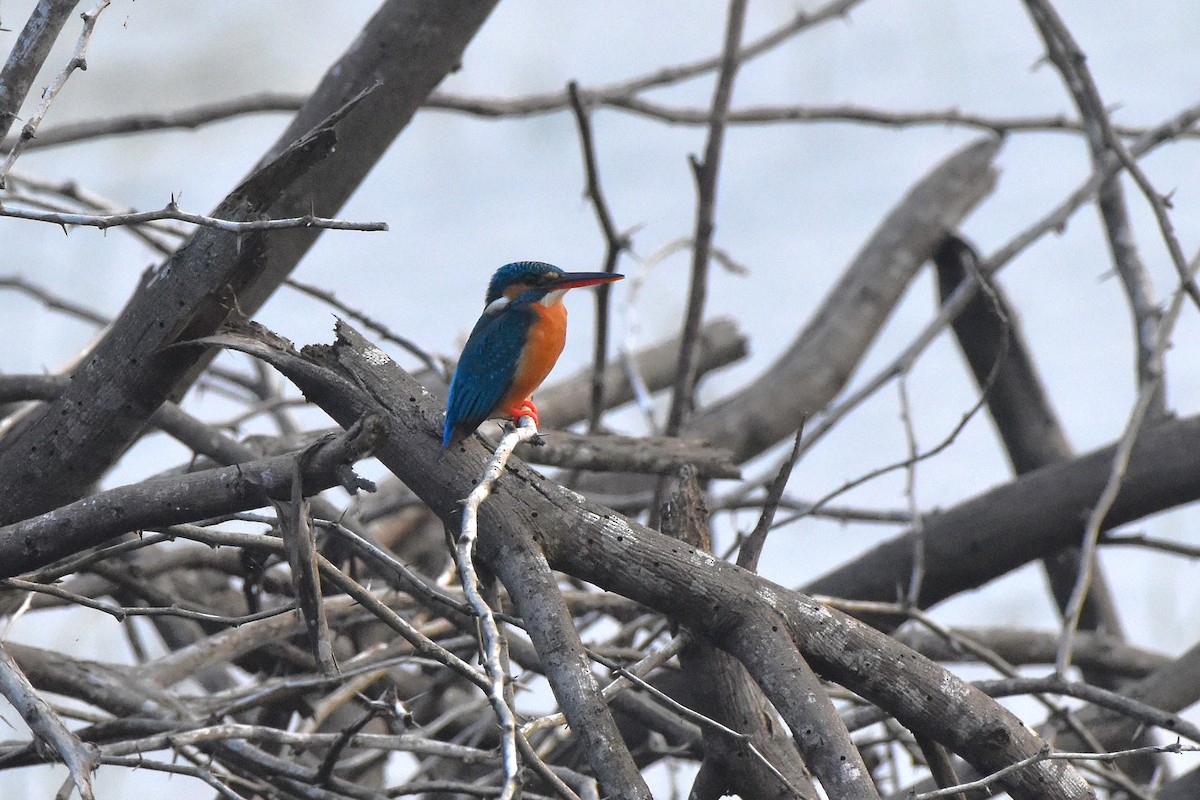 Common Kingfisher - ML646680693