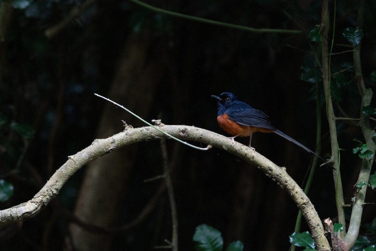 White-rumped Shama - ML646680694