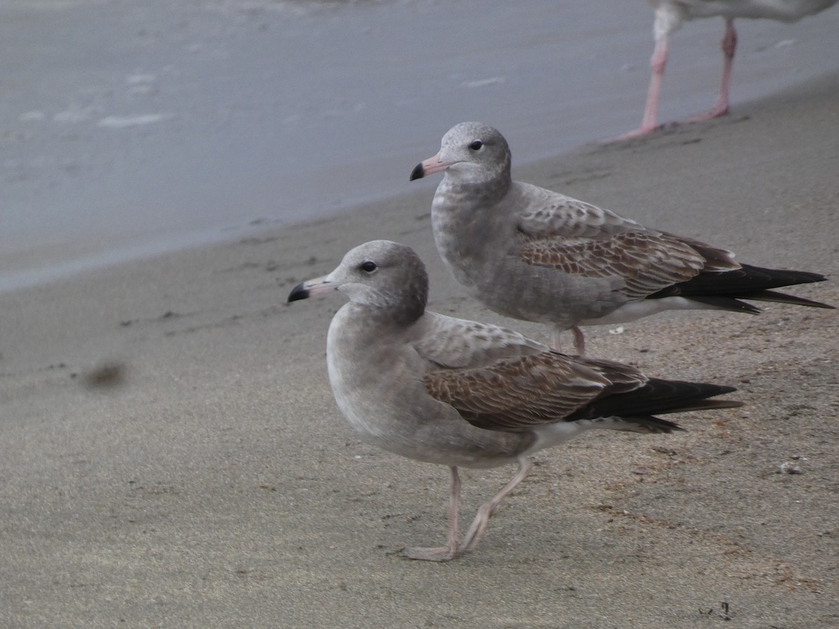 Black-tailed Gull - ML646680696