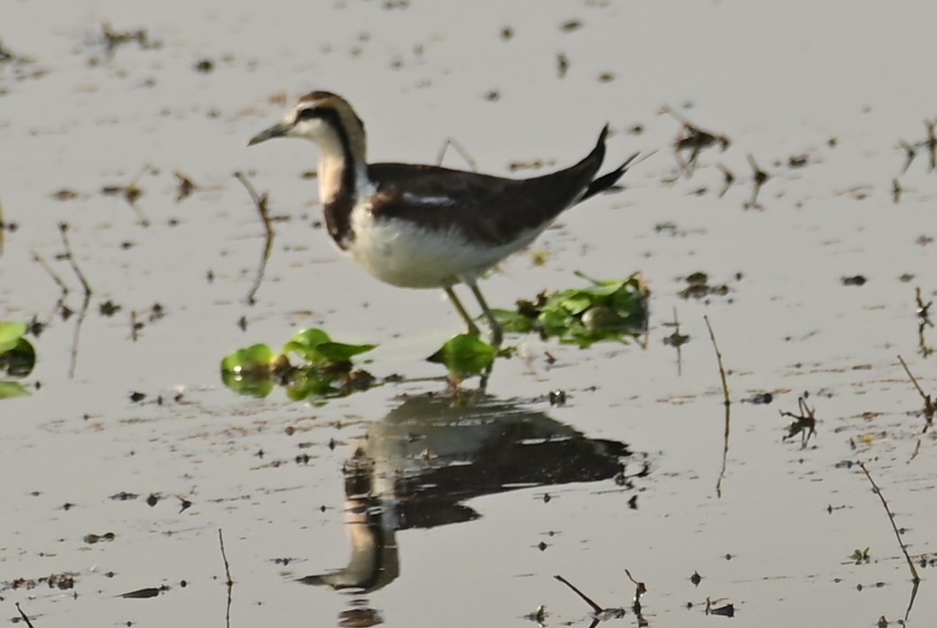 Jacana à longue queue - ML646680699