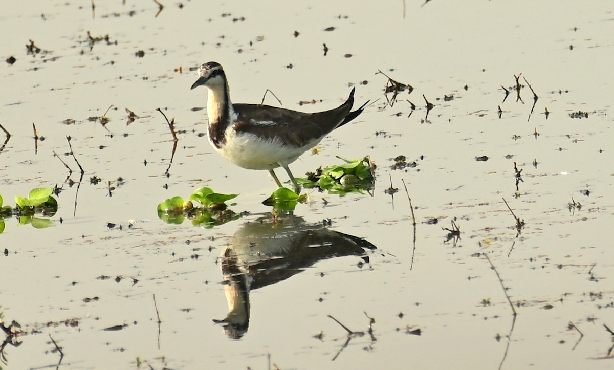 Jacana à longue queue - ML646680700