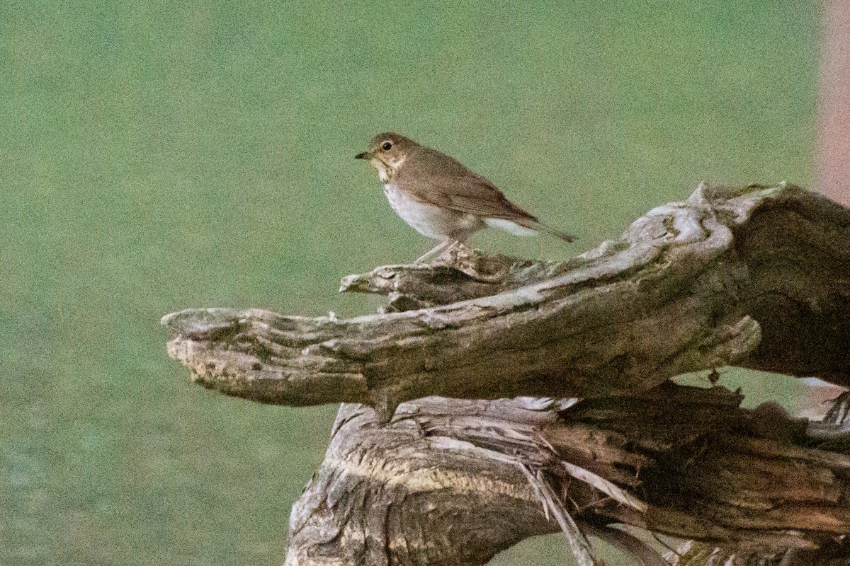 Swainson's Thrush - ML646680701