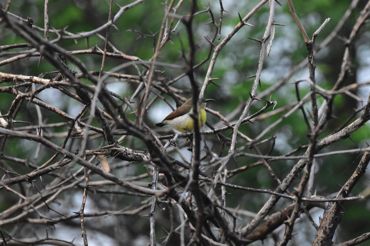 Purple-rumped Sunbird - ML646680702