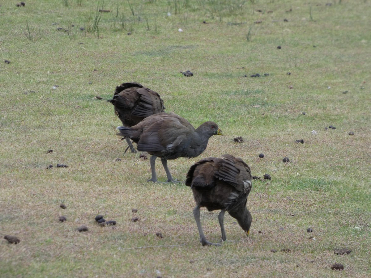 Tasmanian Nativehen - ML646680703