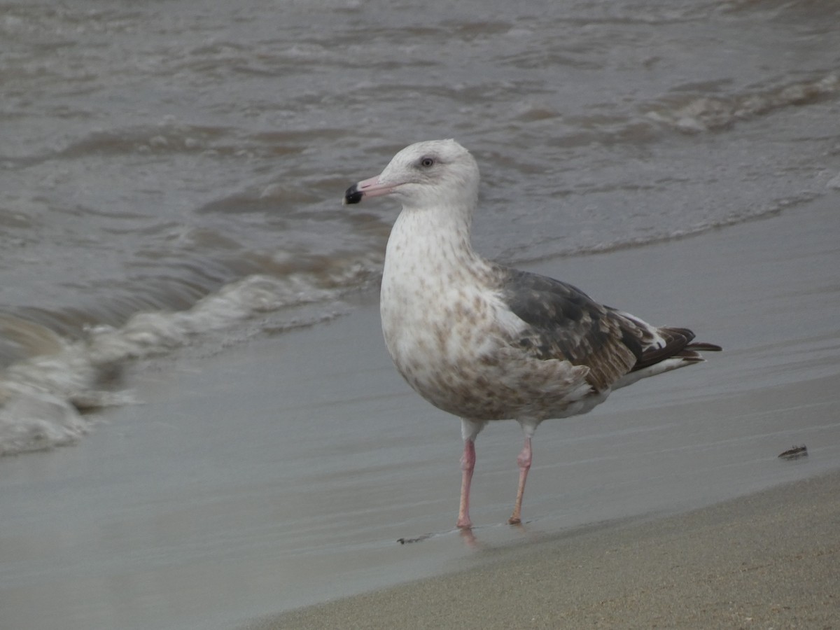 Slaty-backed Gull - ML646680704