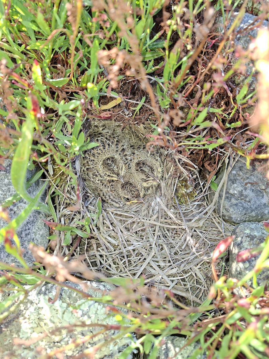 Боролзой болжмор - ML646680705