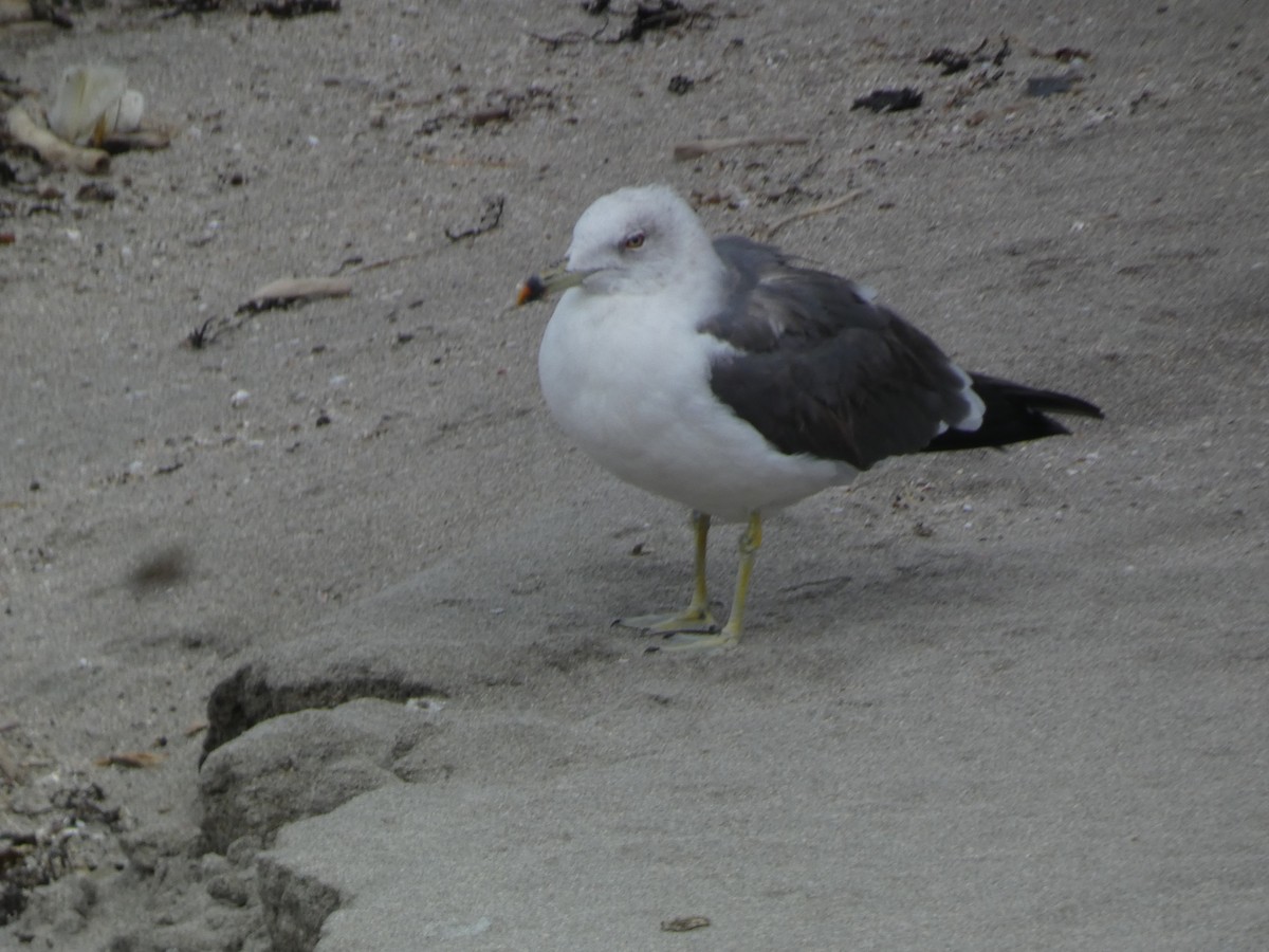 Black-tailed Gull - ML646680706