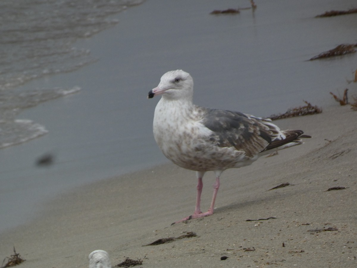 Slaty-backed Gull - ML646680717