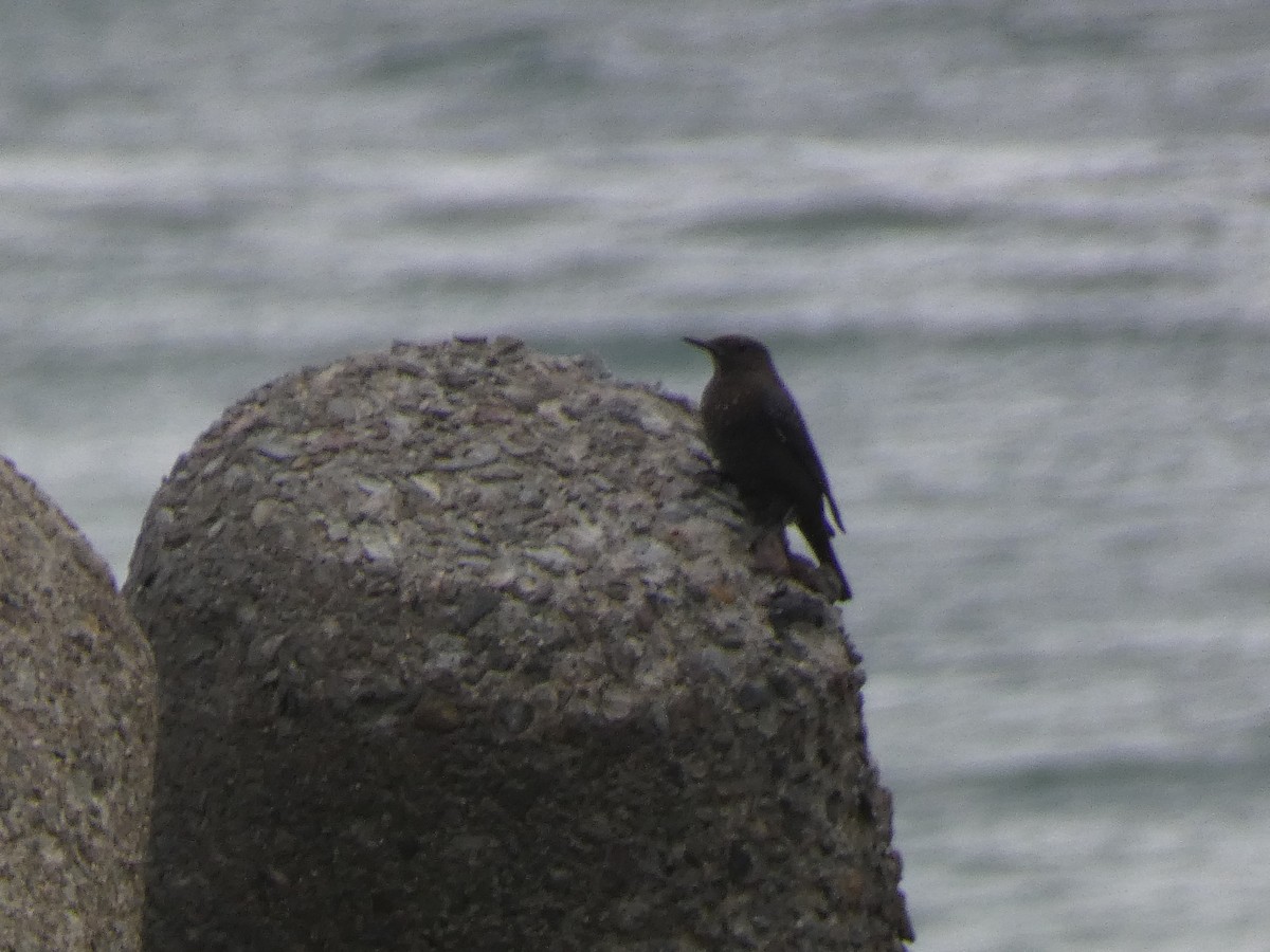 Blue Rock-Thrush - ML646680718