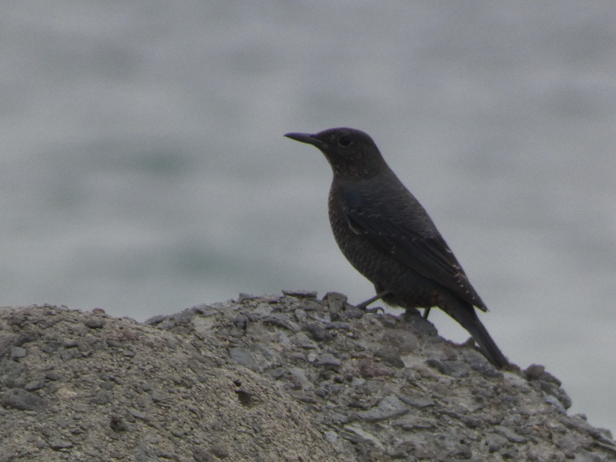 Blue Rock-Thrush - ML646680719
