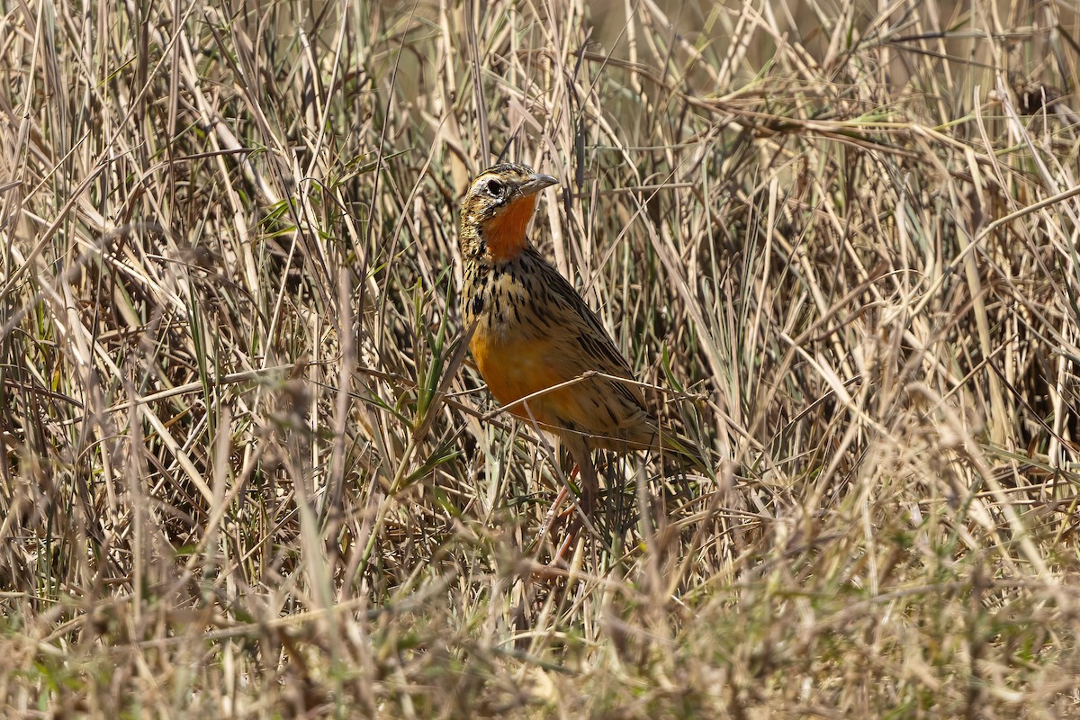 Rosy-throated Longclaw - ML646680730