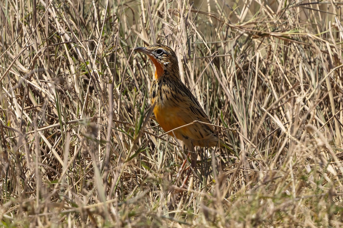 Rosy-throated Longclaw - ML646680731