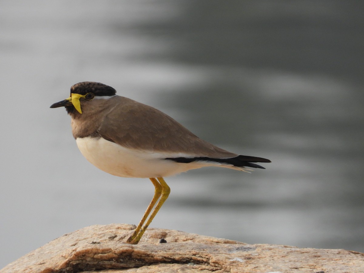 Yellow-wattled Lapwing - ML646680732