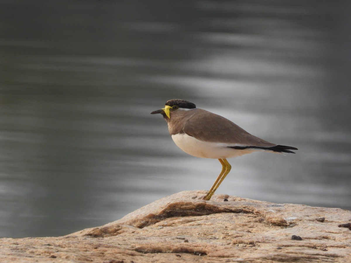 Yellow-wattled Lapwing - ML646680733