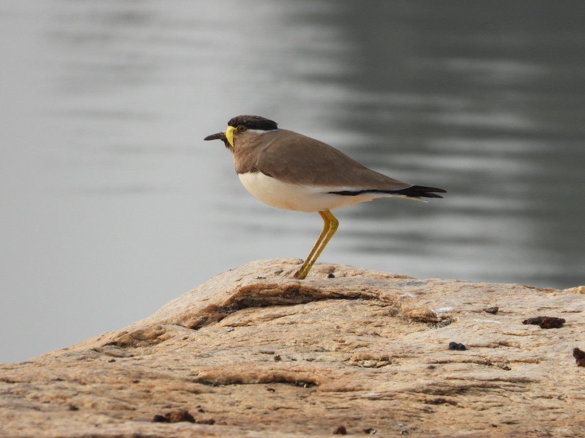 Yellow-wattled Lapwing - ML646680734