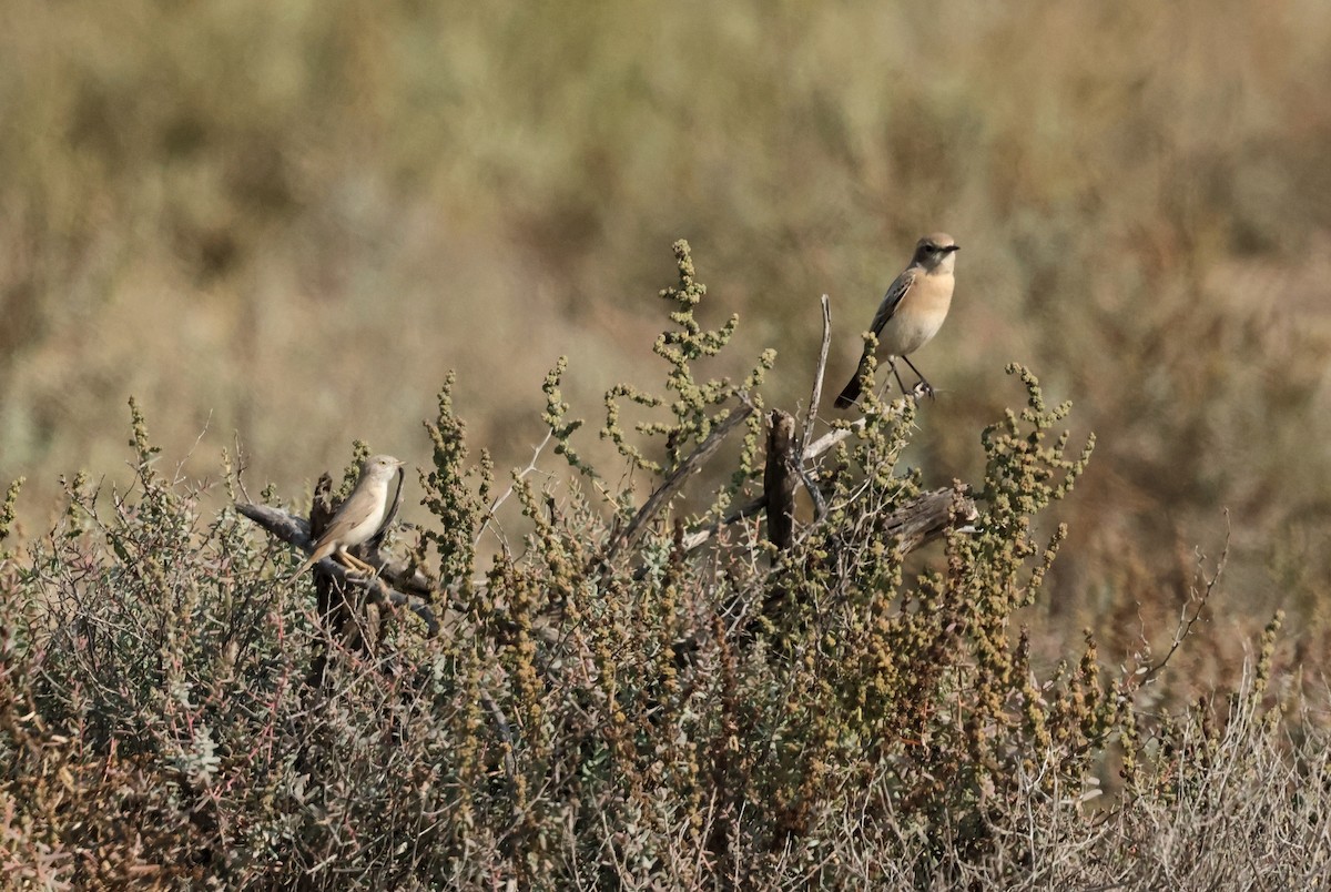 Desert Wheatear - ML646680735