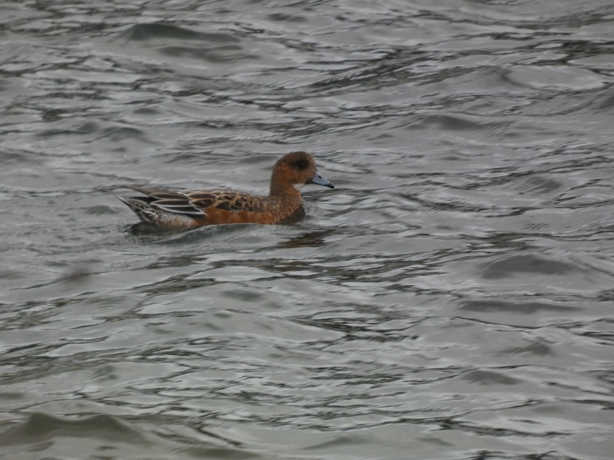 Ahate txistulari eurasiarra - ML646680736