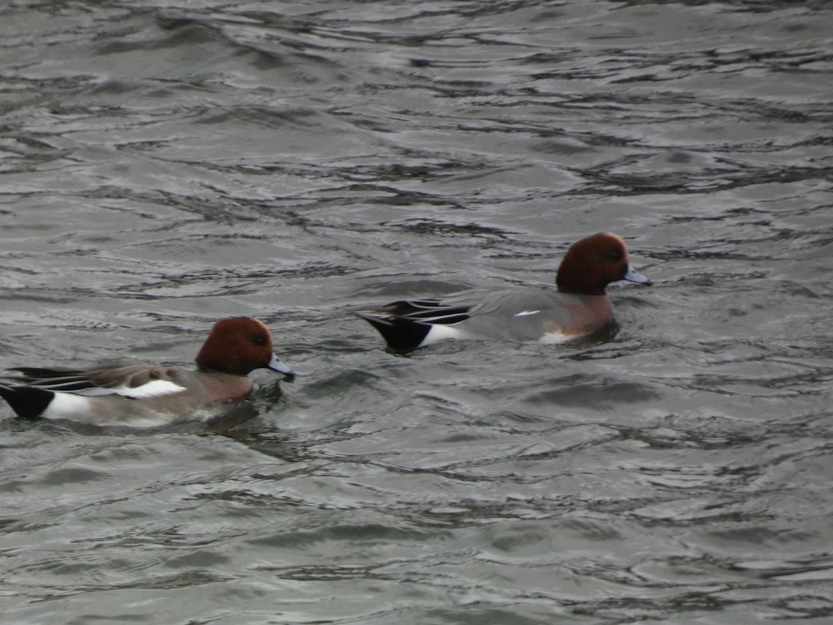 Ahate txistulari eurasiarra - ML646680737