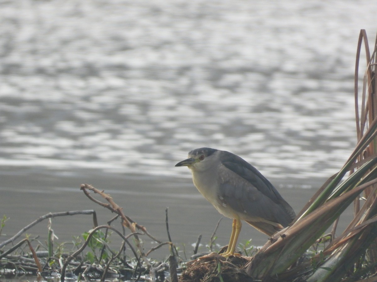 Amiltxori arrunta - ML646680738