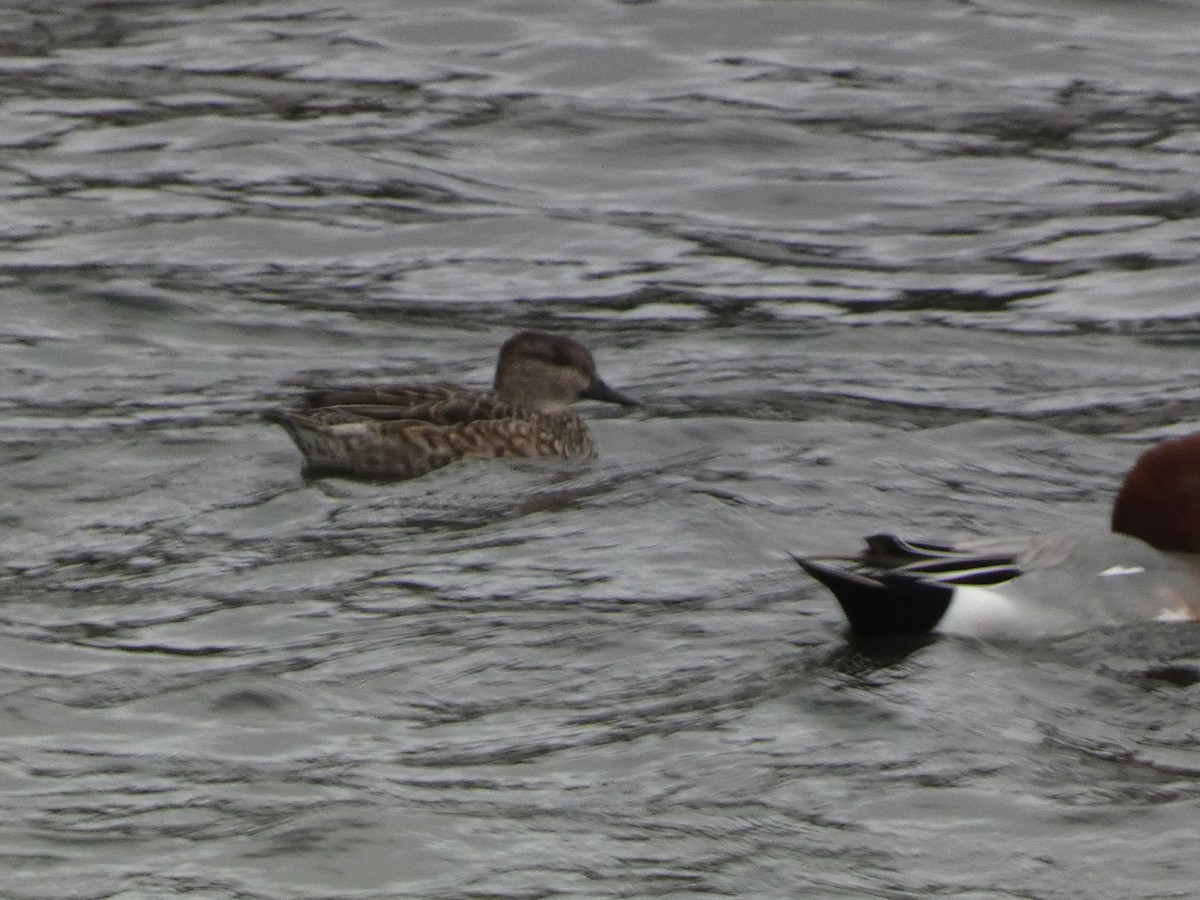 Zertzeta arrunta - ML646680739