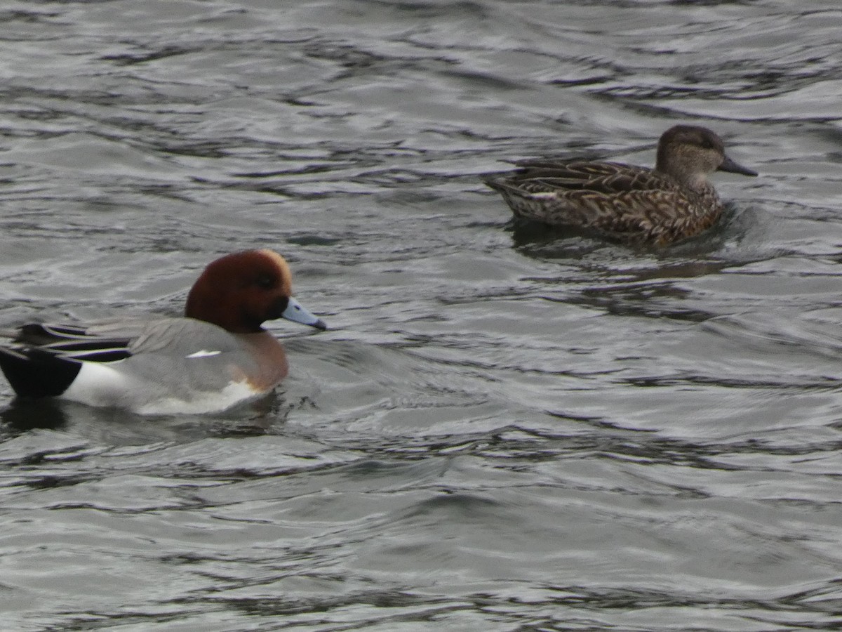 Zertzeta arrunta - ML646680740