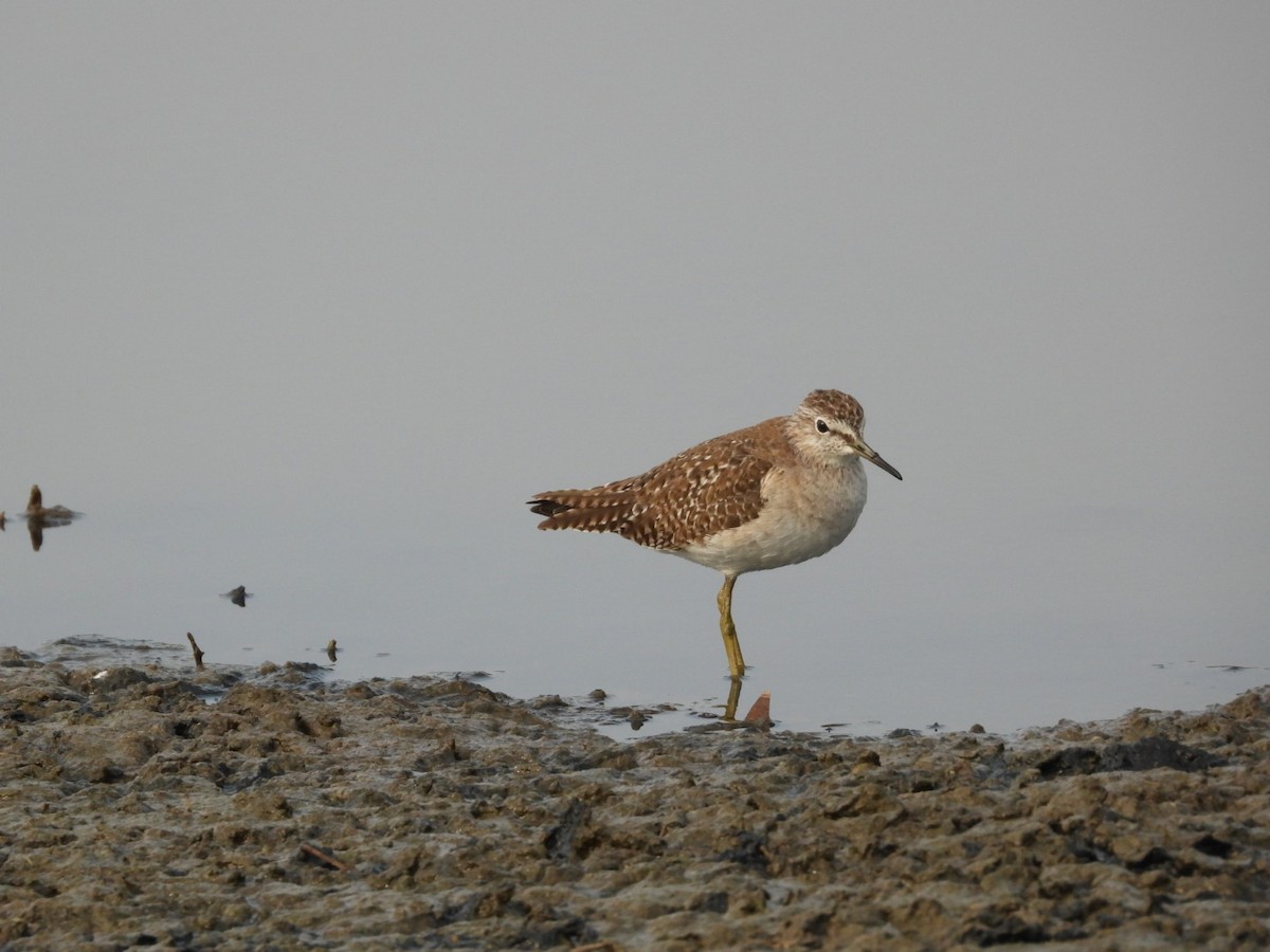 Kuliska pikarta - ML646680741