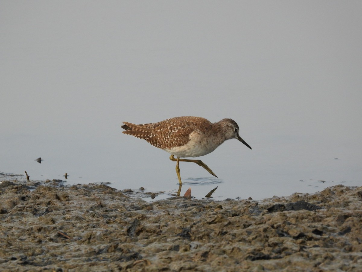 Kuliska pikarta - ML646680742