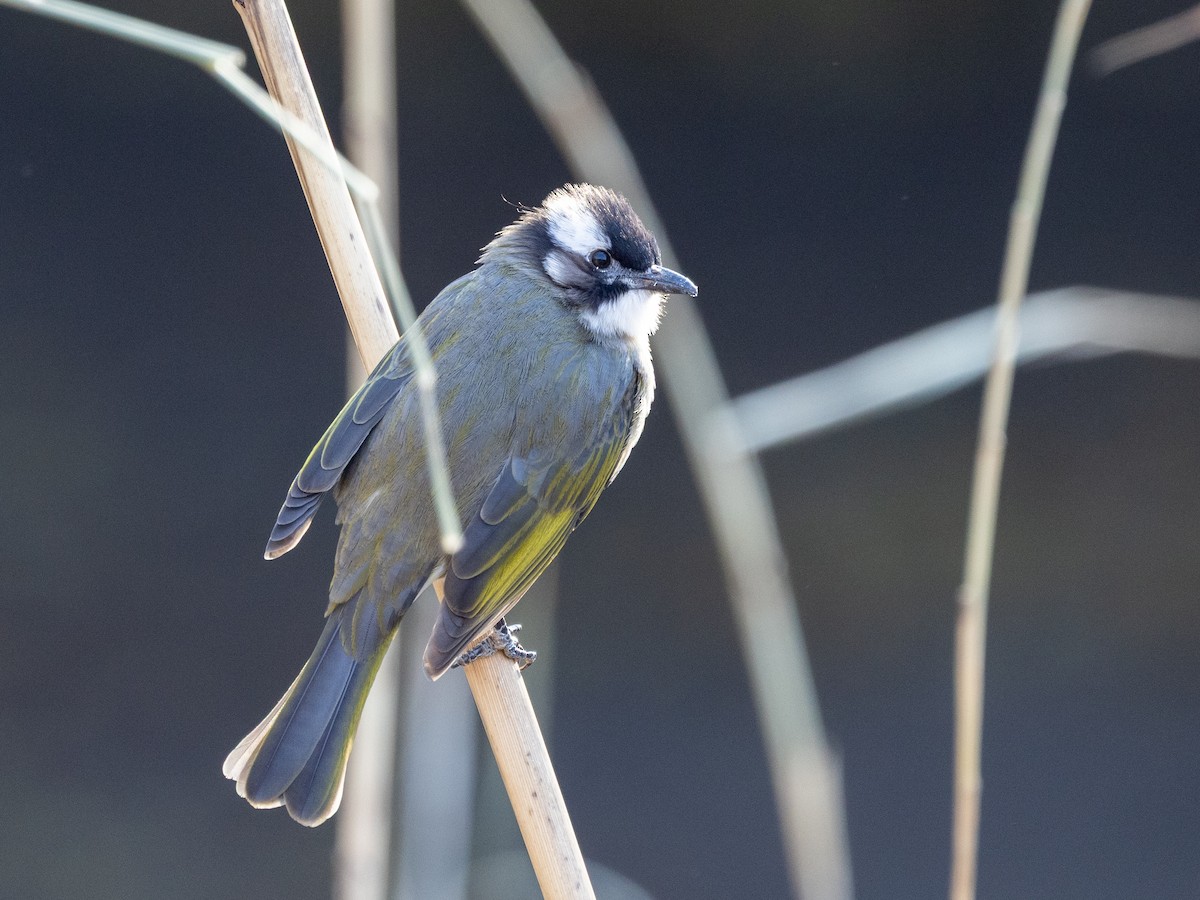 Light-vented Bulbul - ML646680743