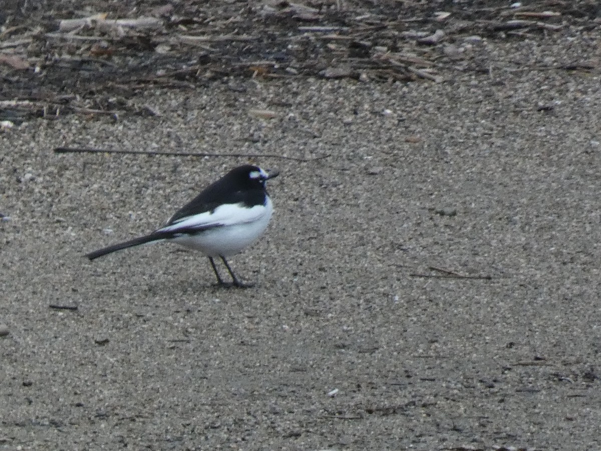 Buztanikara pinto japoniarra - ML646680744