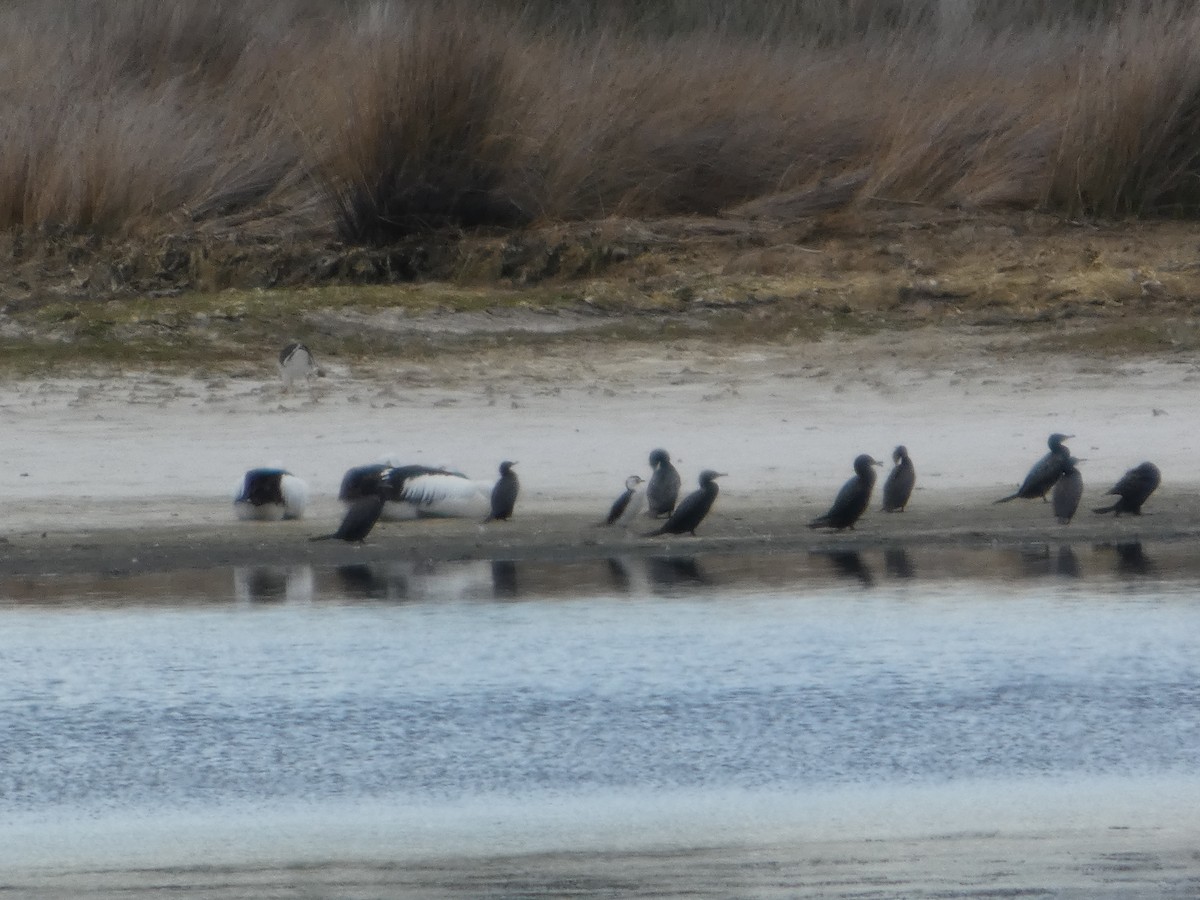 Pelikano australiarra - ML646680745