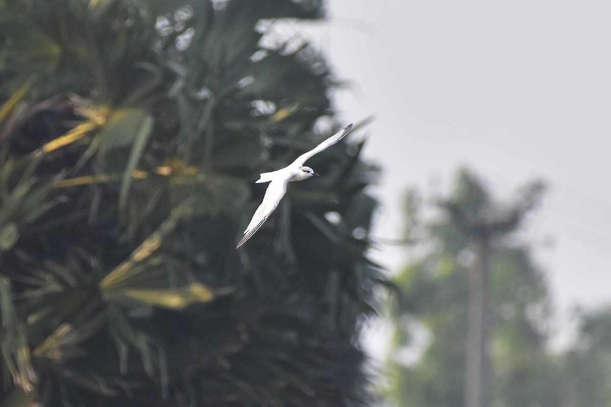 Itsas enara musuzuria - ML646680746