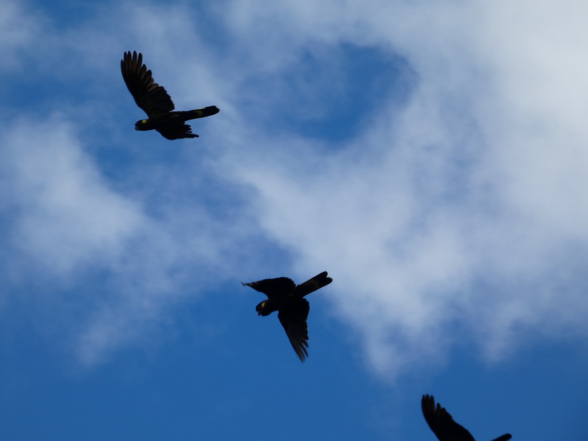 Yellow-tailed Black-Cockatoo - ML646680747