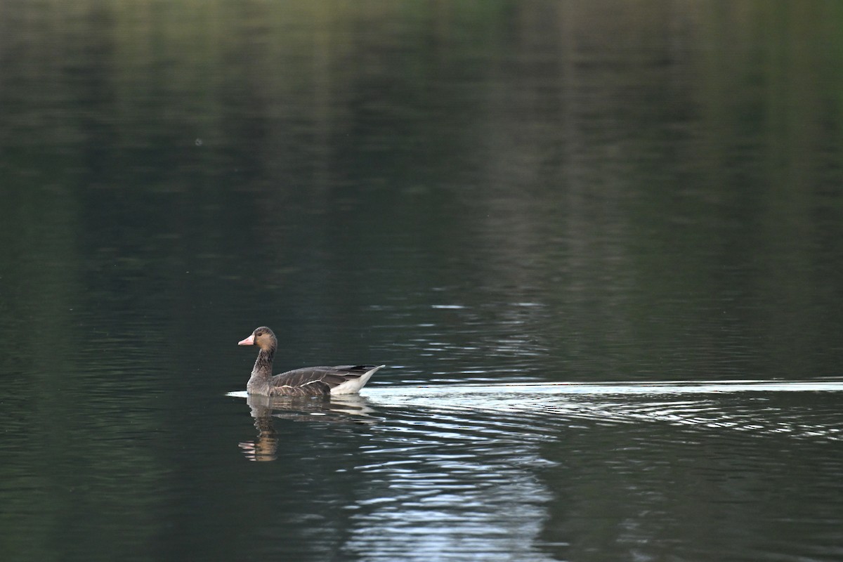 Antzara muturzuria - ML646680748