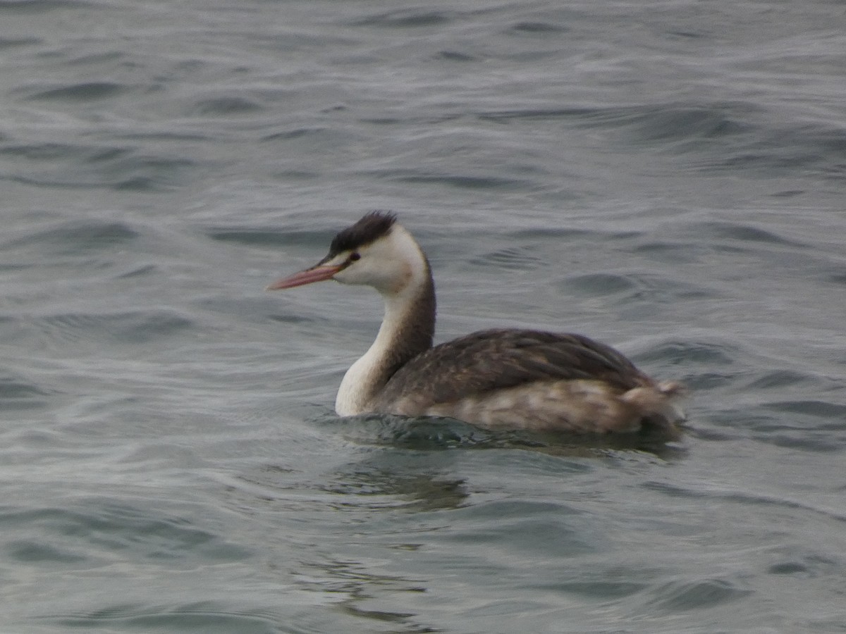 Murgil mottoduna - ML646680749