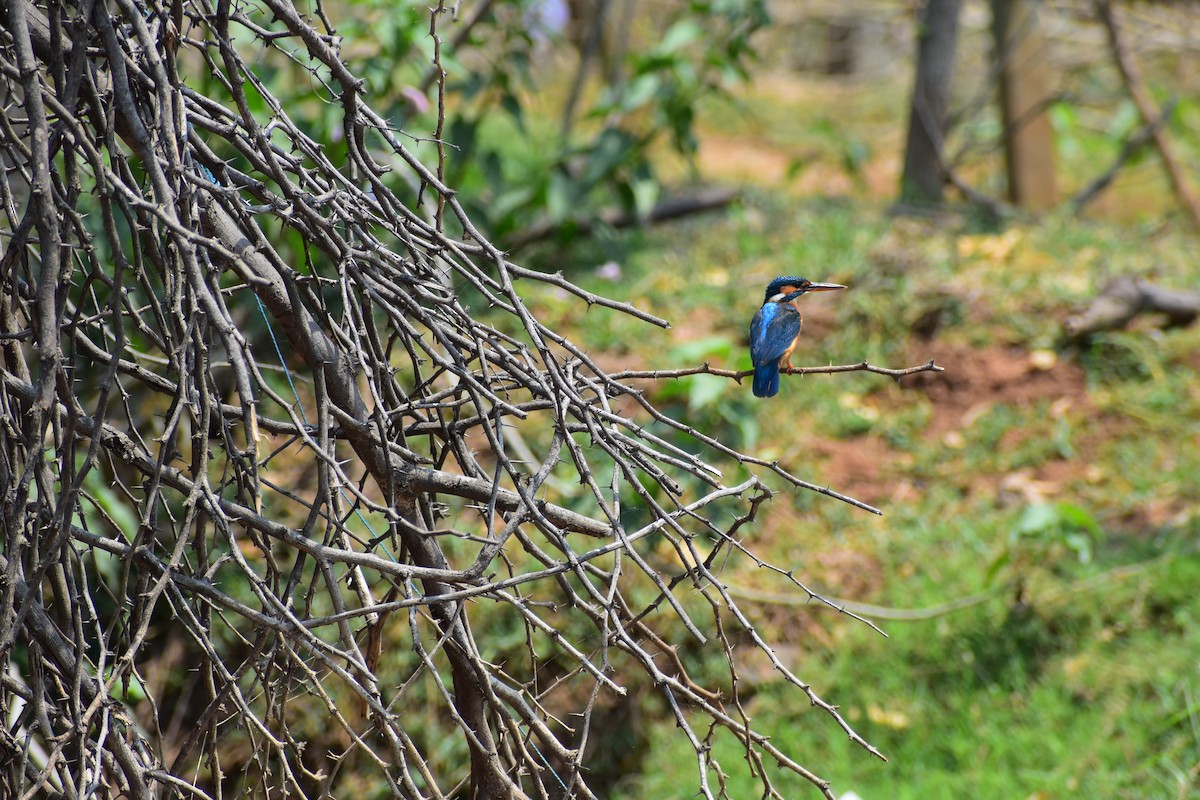 Martin arrantzalea - ML646680751