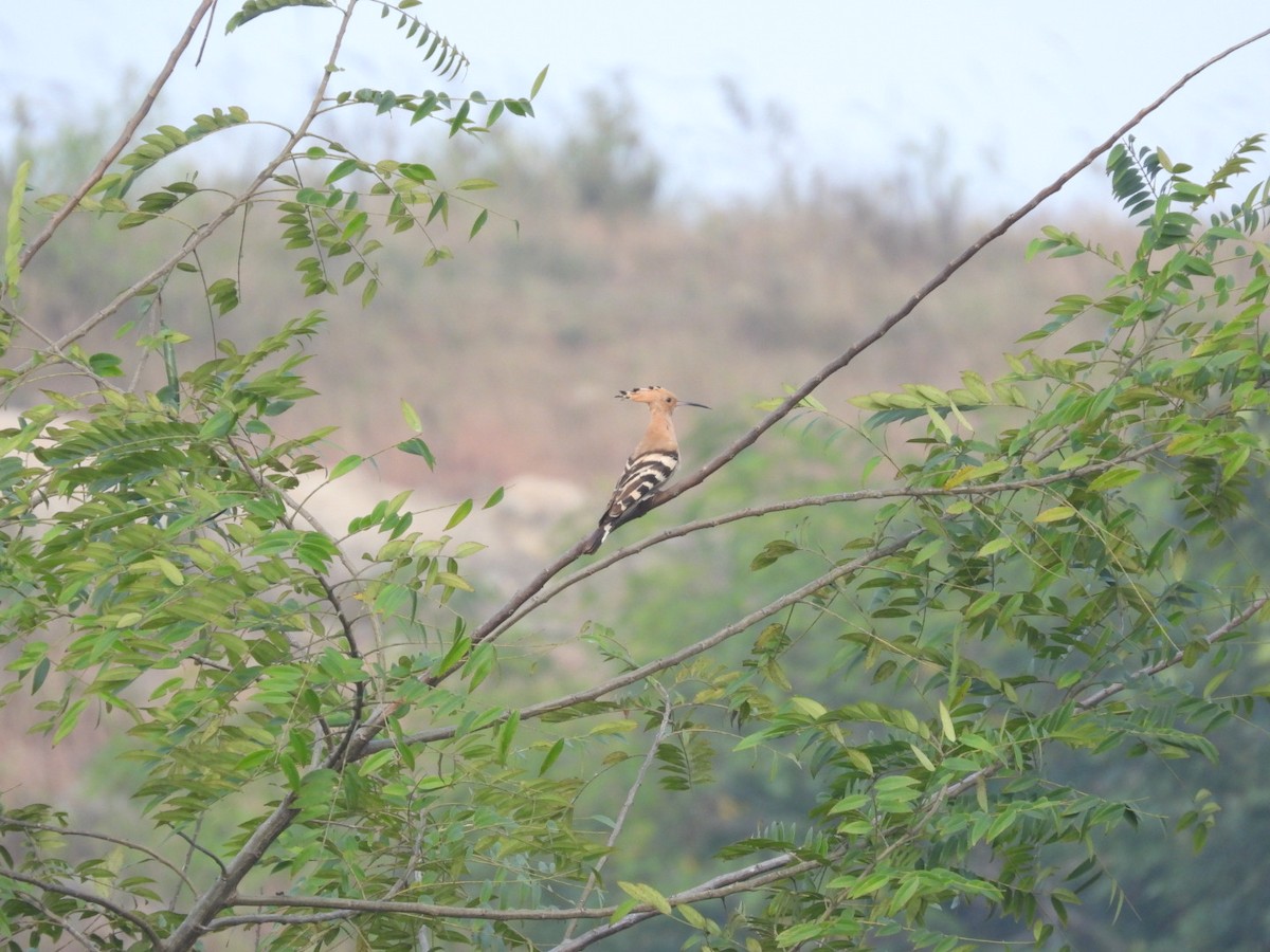 Argi-oilar arrunta - ML646680754