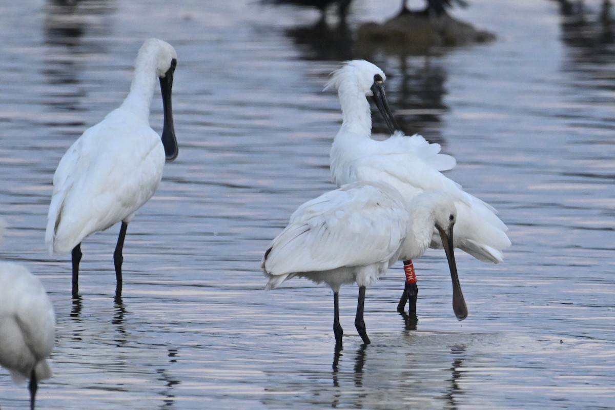 Mokozabal txikia - ML646680755