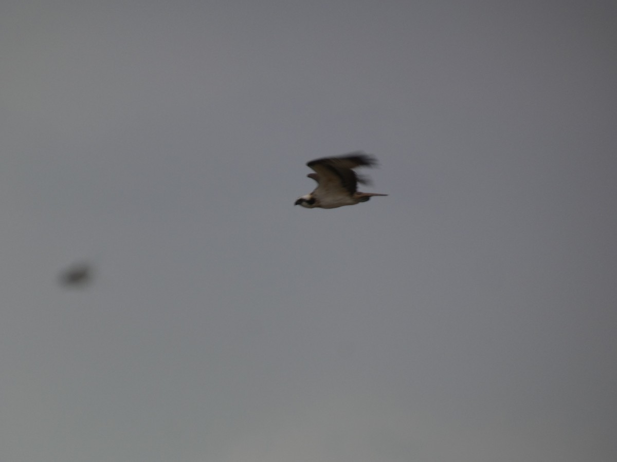 Arrano arrantzalea - ML646680756