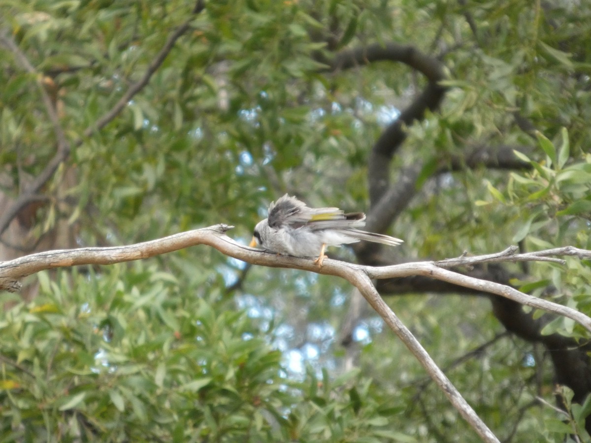 Noisy Miner - ML646680758