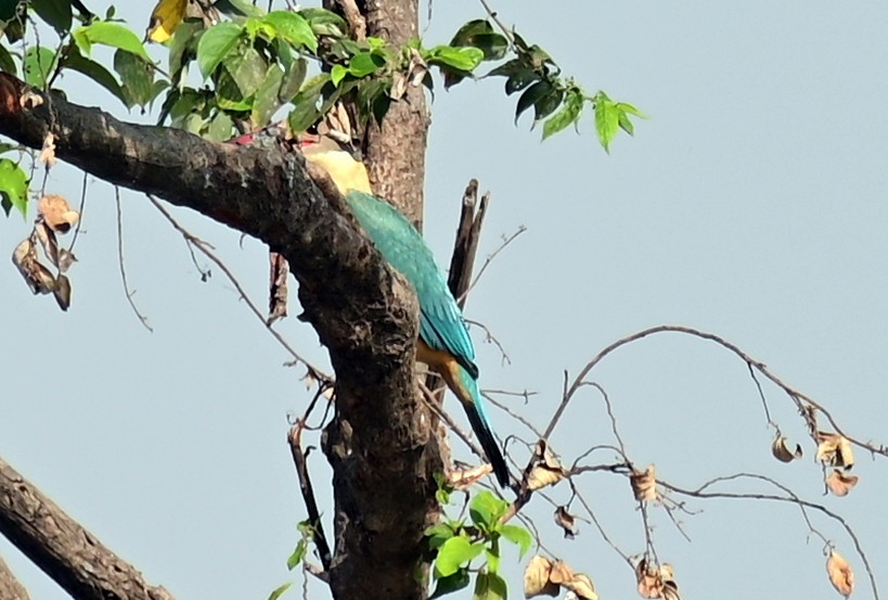 Stork-billed Kingfisher - ML646680759