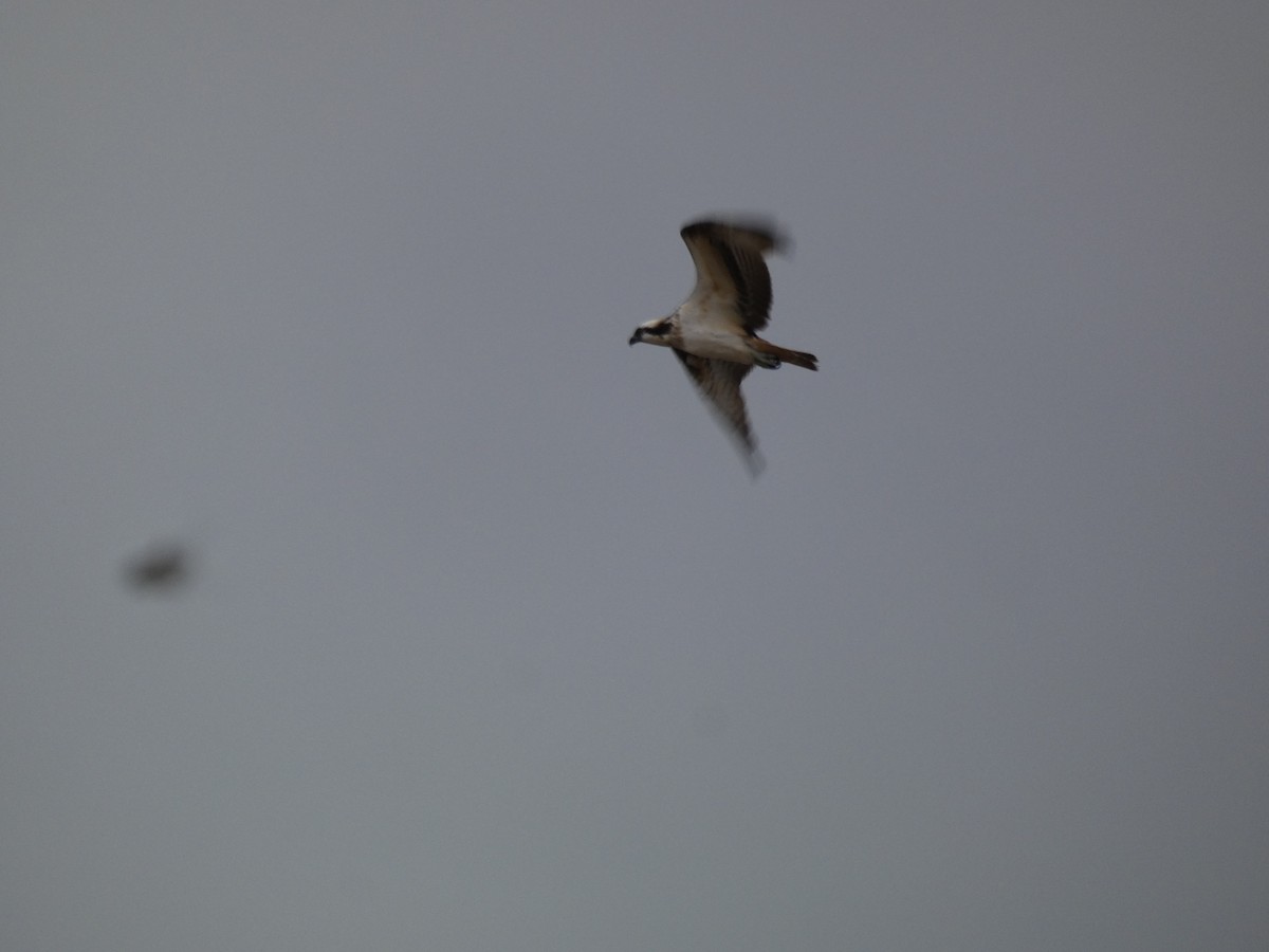 Arrano arrantzalea - ML646680761