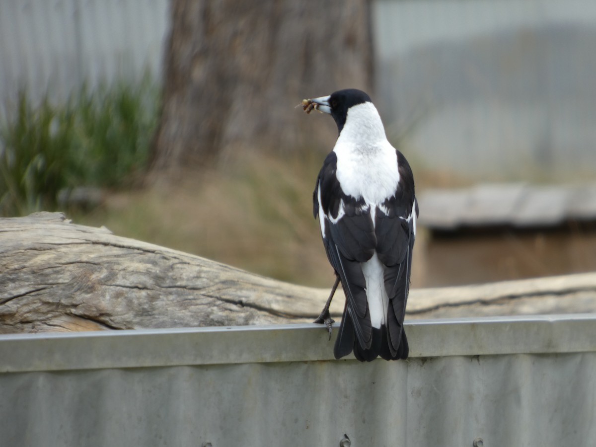 Australian Magpie - ML646680762