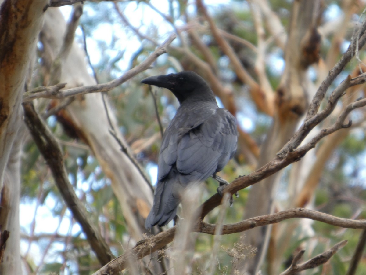 Forest Raven - ML646680764