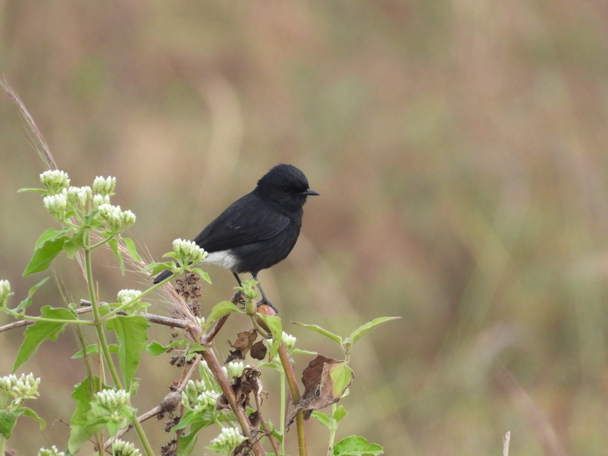 Pitxartxar beltza - ML646680766