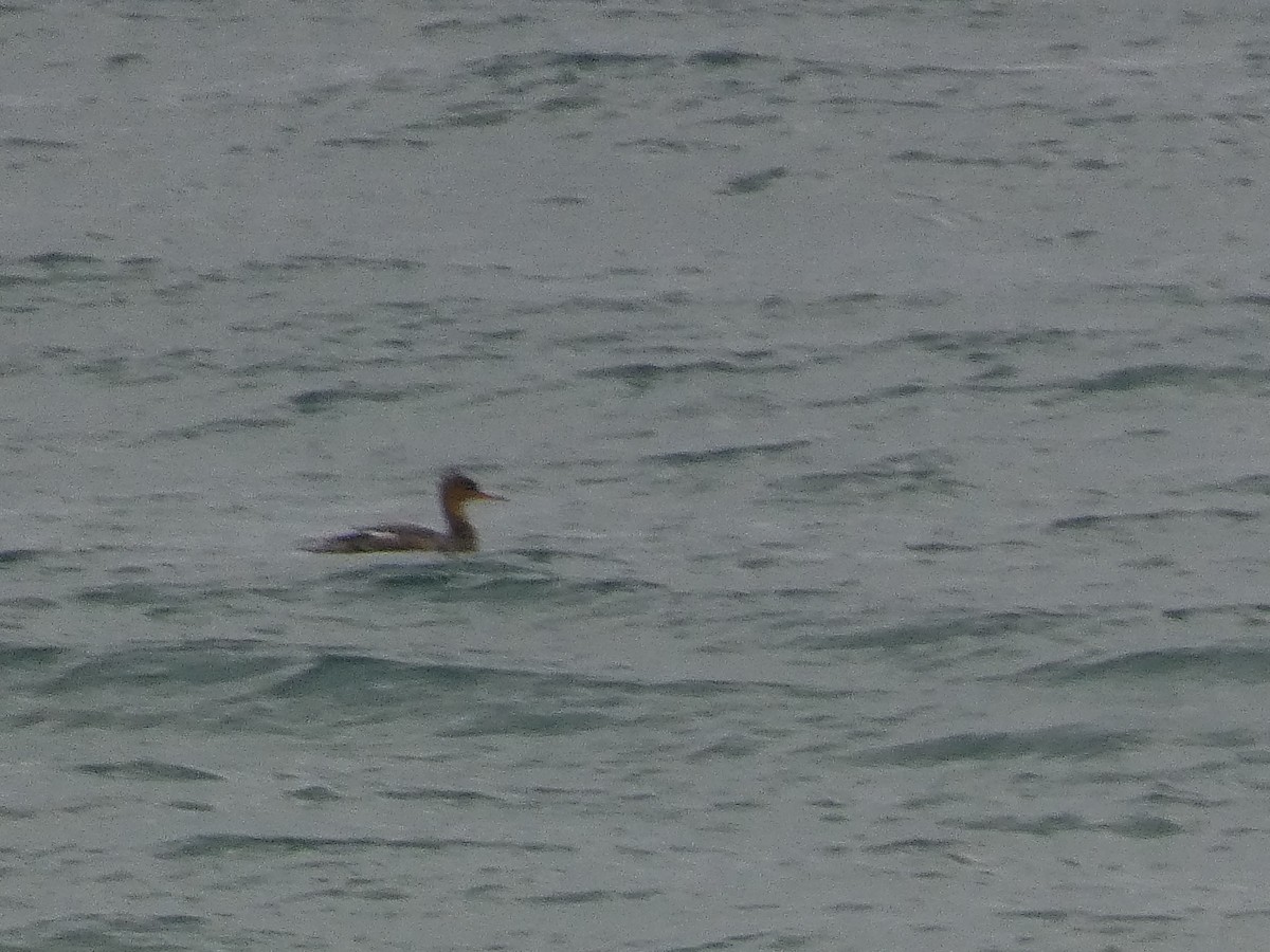 Zerra ertaina - ML646680768