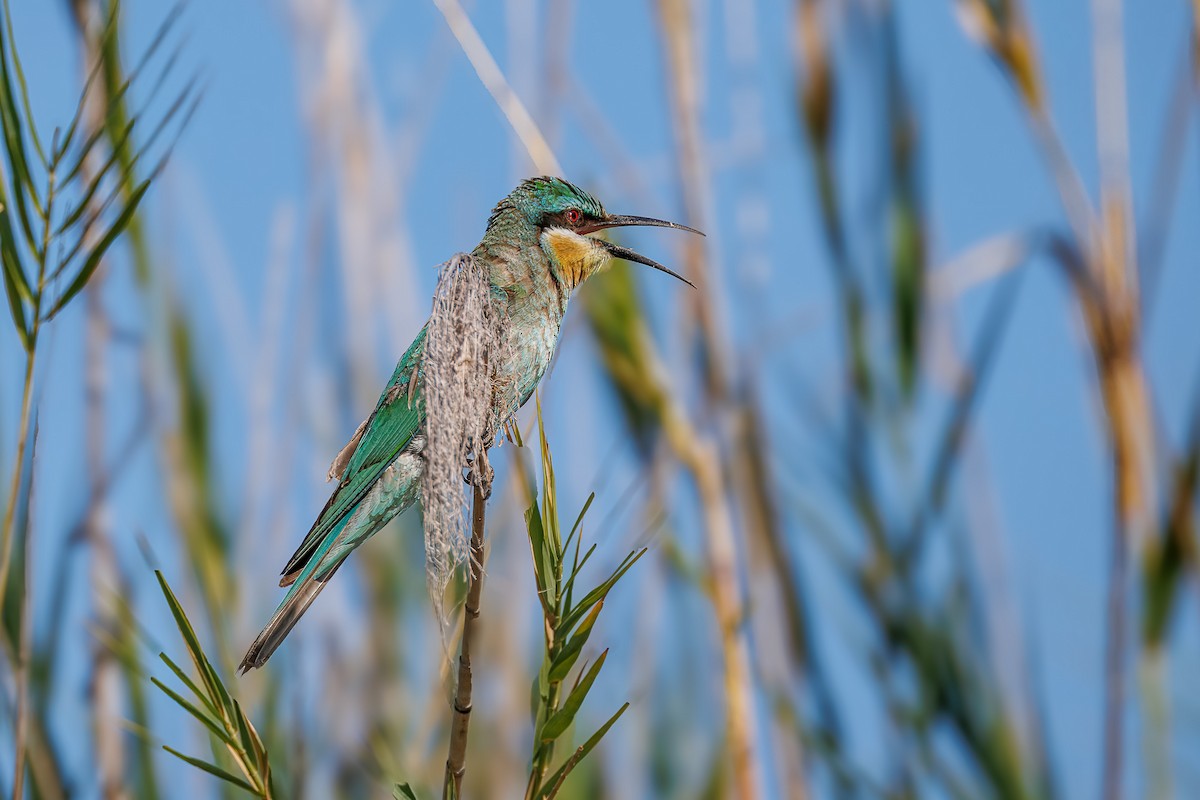 Erle-txori papargorria - ML646680769