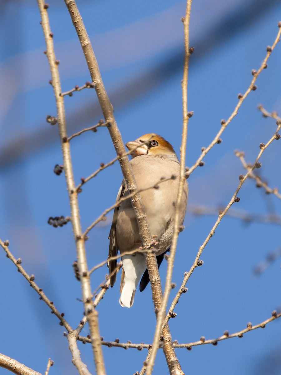 臘嘴雀 - ML646680785